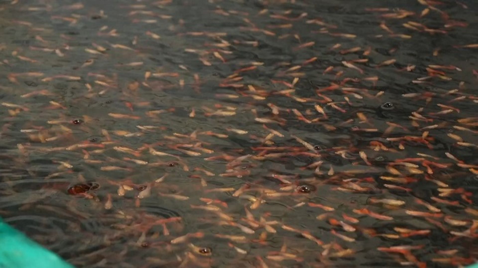 उत्तर–पूर्वी चीनमा सजावटी माछाको व्यापार फस्टाउँदै, दैनिक २० हजार माछा बिक्री